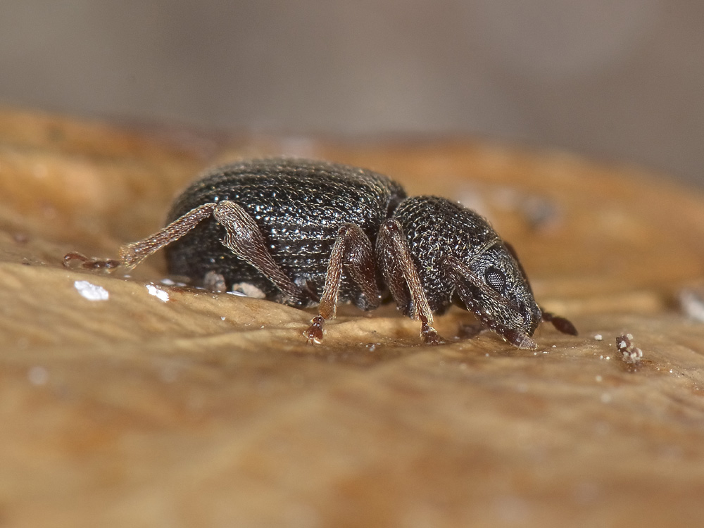 Otiorhynchus ovatus?